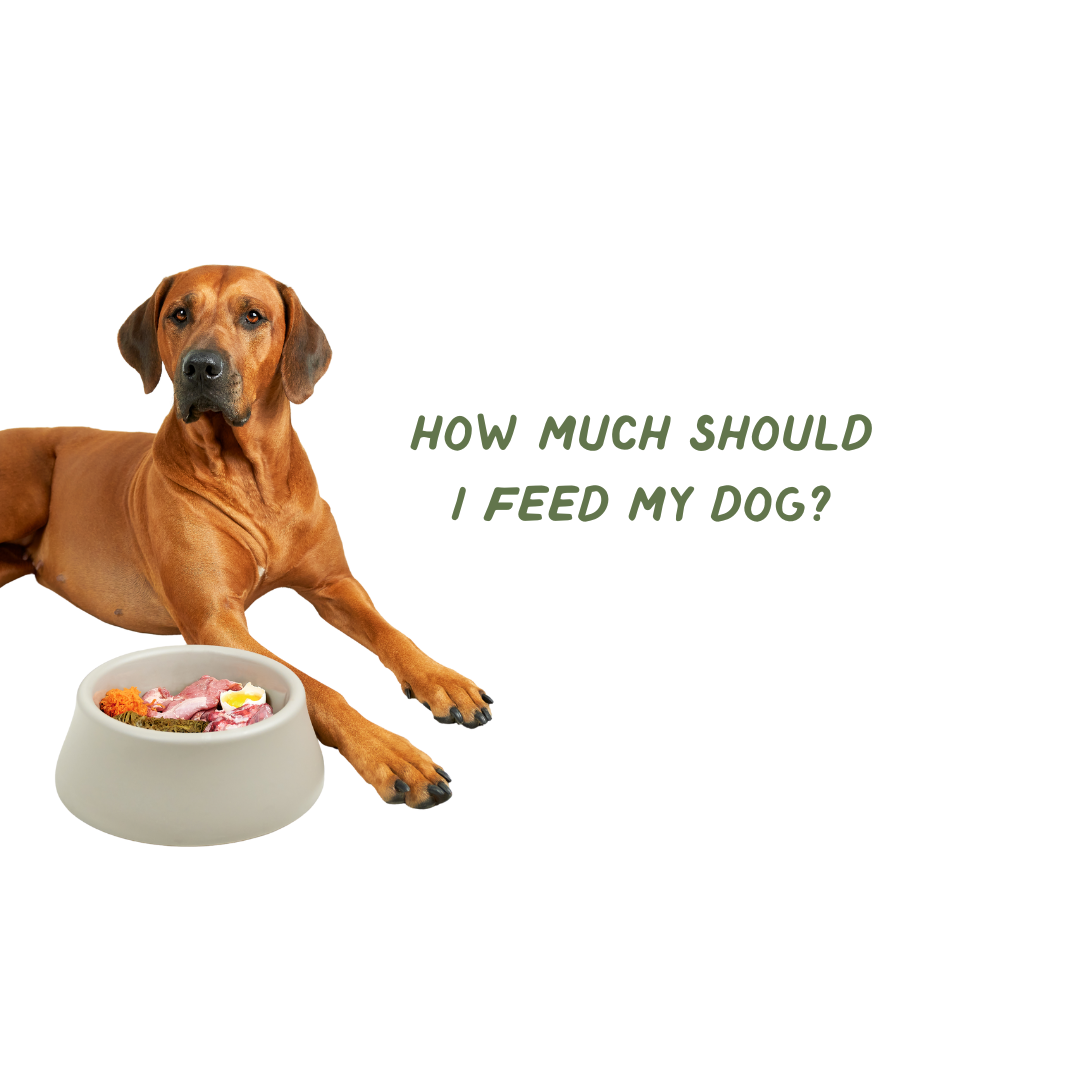 How much should a dog eat online